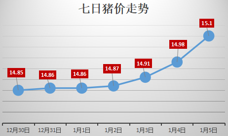 湖北生猪情缘，兴旺猪事与友情长存
